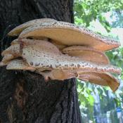 Schuppiger Porling (Polyporus squamosus) - Weißfäuleerreger. © N. A. Klöhn